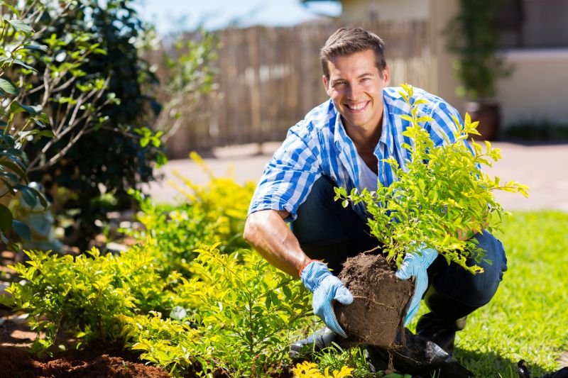 Landscape Shrub Installation