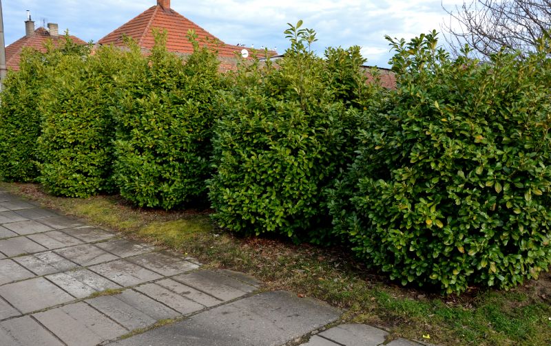 Landscape Shrub Installation