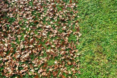 Yard After Leaf Cleanup